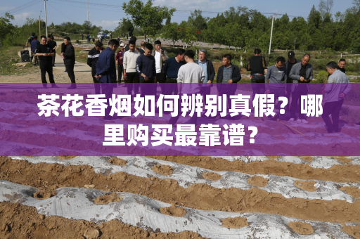 茶花香烟如何辨别真假？哪里购买最靠谱？